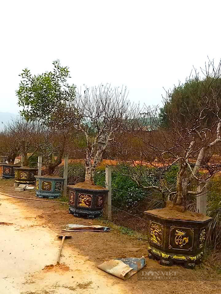 Làng trồng đào phai ở huyện Yên Thành của Nghệ An hối hả đưa cây đẹp ra thị trường Tết- Ảnh 5.
