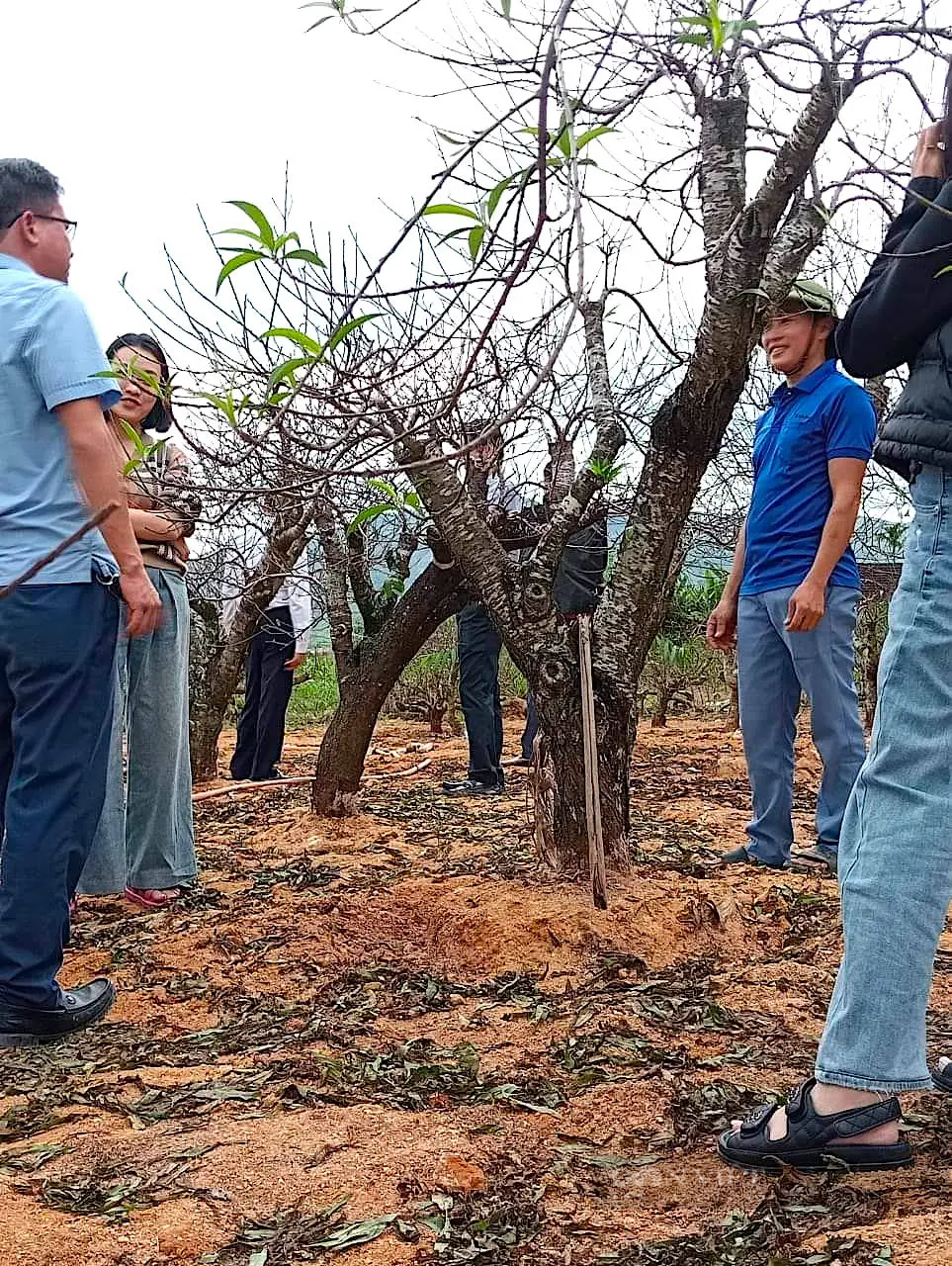 Làng trồng đào phai ở huyện Yên Thành của Nghệ An hối hả đưa cây đẹp ra thị trường Tết- Ảnh 3.