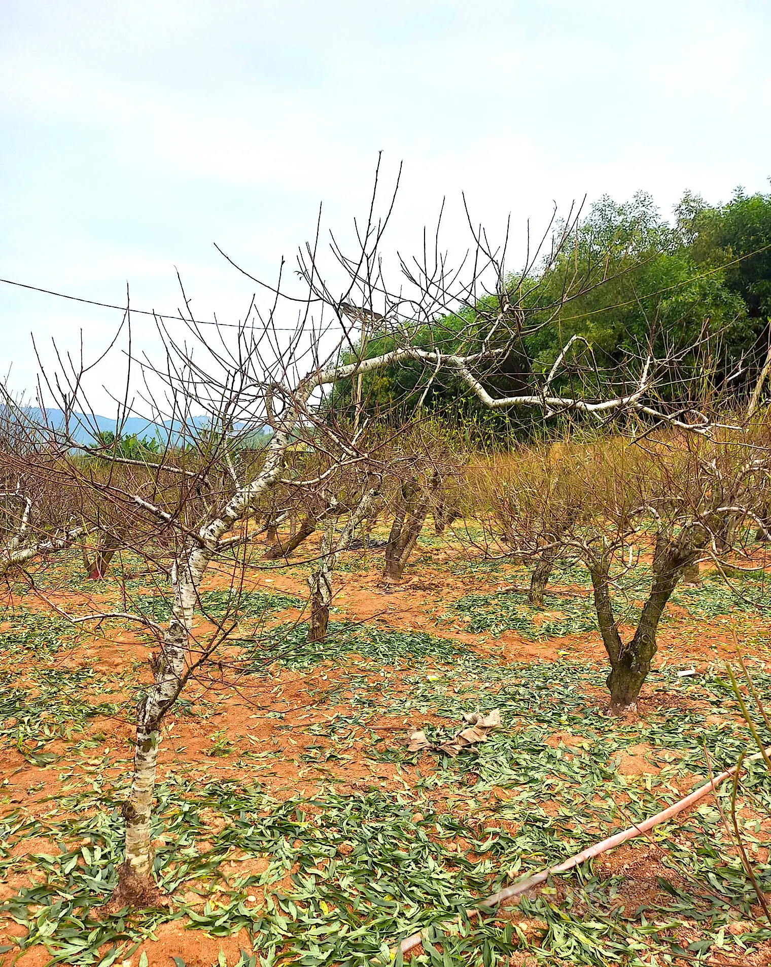 Làng trồng đào phai ở huyện Yên Thành của Nghệ An hối hả đưa cây đẹp ra thị trường Tết- Ảnh 2.