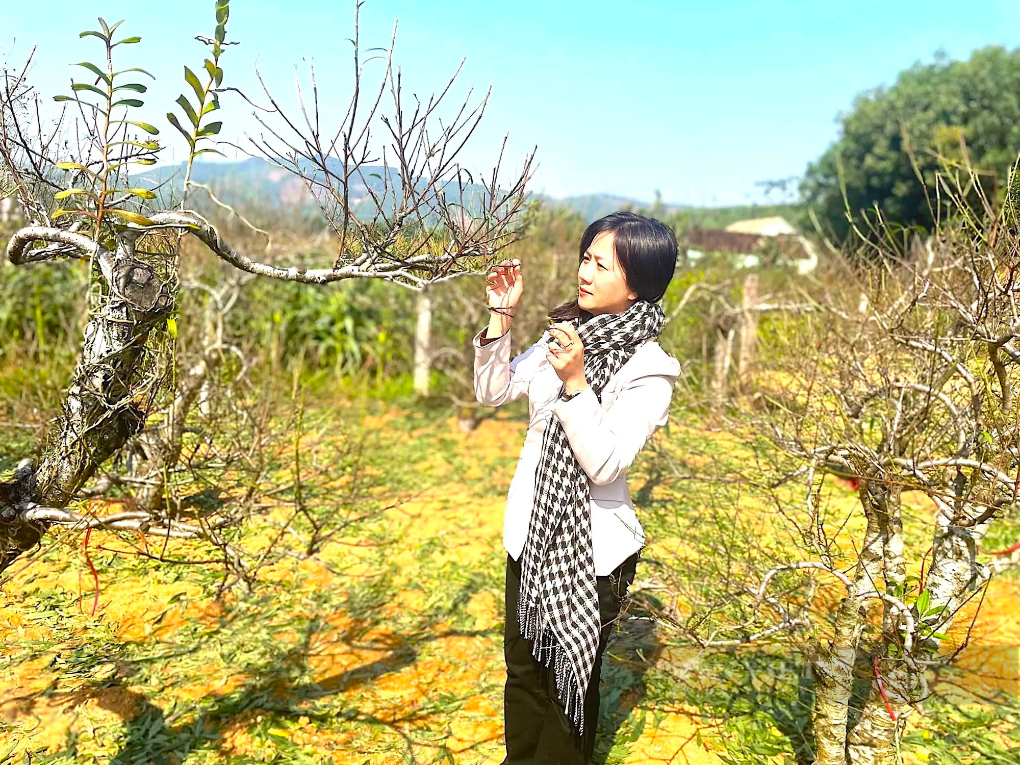 Làng trồng đào phai ở huyện Yên Thành của Nghệ An hối hả đưa cây đẹp ra thị trường Tết- Ảnh 1.