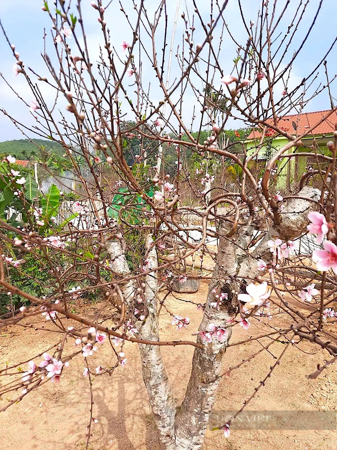 Làng trồng đào phai ở huyện Yên Thành của Nghệ An hối hả đưa cây đẹp ra thị trường Tết- Ảnh 7.