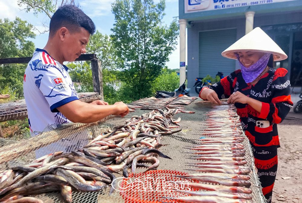 Một loại cá ngon ở Cà Mau, dân đem phơi 1 nắng, bán 450.000-500.000 đồng/kg, đó là cá gì?- Ảnh 1.