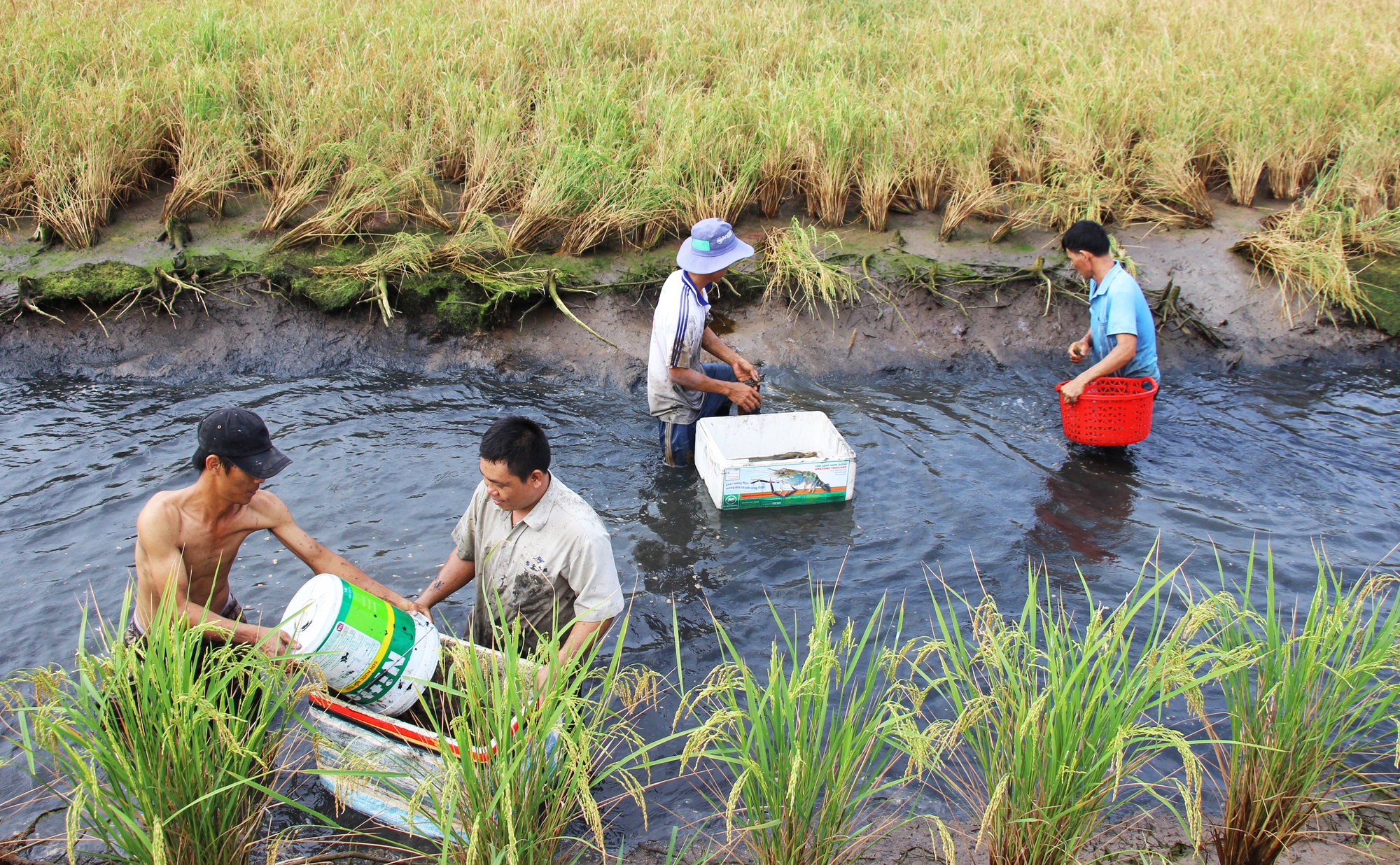 Nông dân Cà Mau thi nhau lội ruộng bắt con tôm mình xanh càng dài bán với giá cao - Ảnh 1.