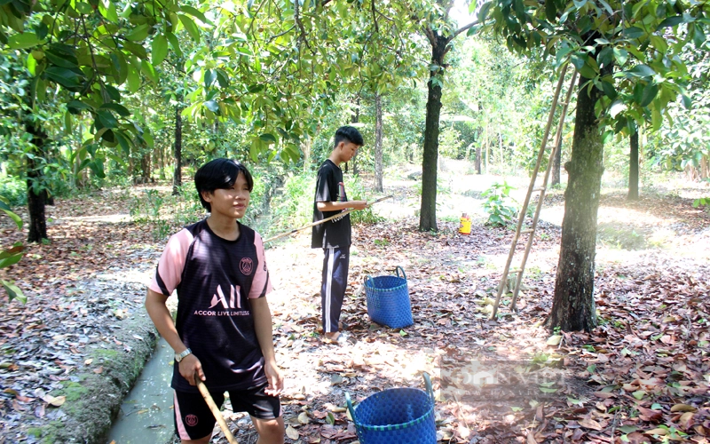 Vườn trồng măng cụt của nông dân xã An Sơn (TP.Thuận An, Bình Dương). Ảnh: Nguyên Vỹ