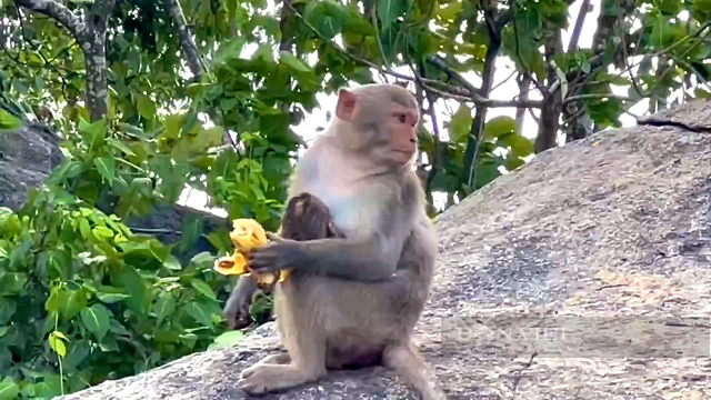 Đàn khỉ vàng ở đảo Hòn Trà tỉnh Quảng Ngãi đã được đưa về &quot;ngôi nhà mới&quot; - Ảnh 4.