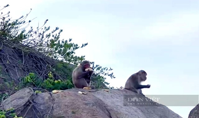 Đàn khỉ vàng ở đảo Hòn Trà tỉnh Quảng Ngãi đã được đưa về &quot;ngôi nhà mới&quot; - Ảnh 6.
