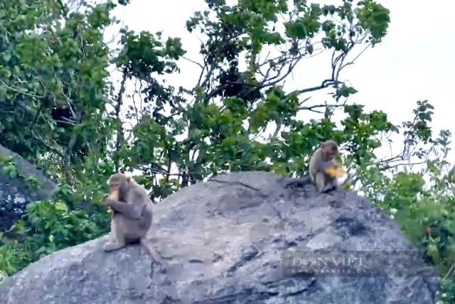 Đàn khỉ vàng ở đảo Hòn Trà tỉnh Quảng Ngãi đã được đưa về &quot;ngôi nhà mới&quot; - Ảnh 9.