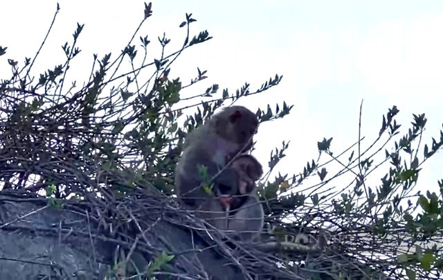 Đàn khỉ vàng ở đảo Hòn Trà tỉnh Quảng Ngãi đã được đưa về &quot;ngôi nhà mới&quot; - Ảnh 13.