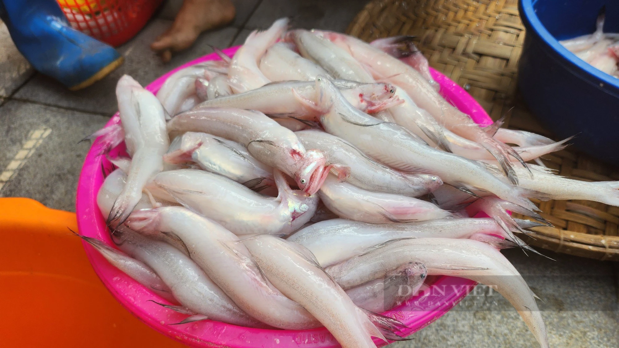 Loài cá &quot;mềm nhũn như cháo&quot; bán gần nửa triệu đồng/kg, ngư dân vẫn không có nhiều để bán - Ảnh 3.