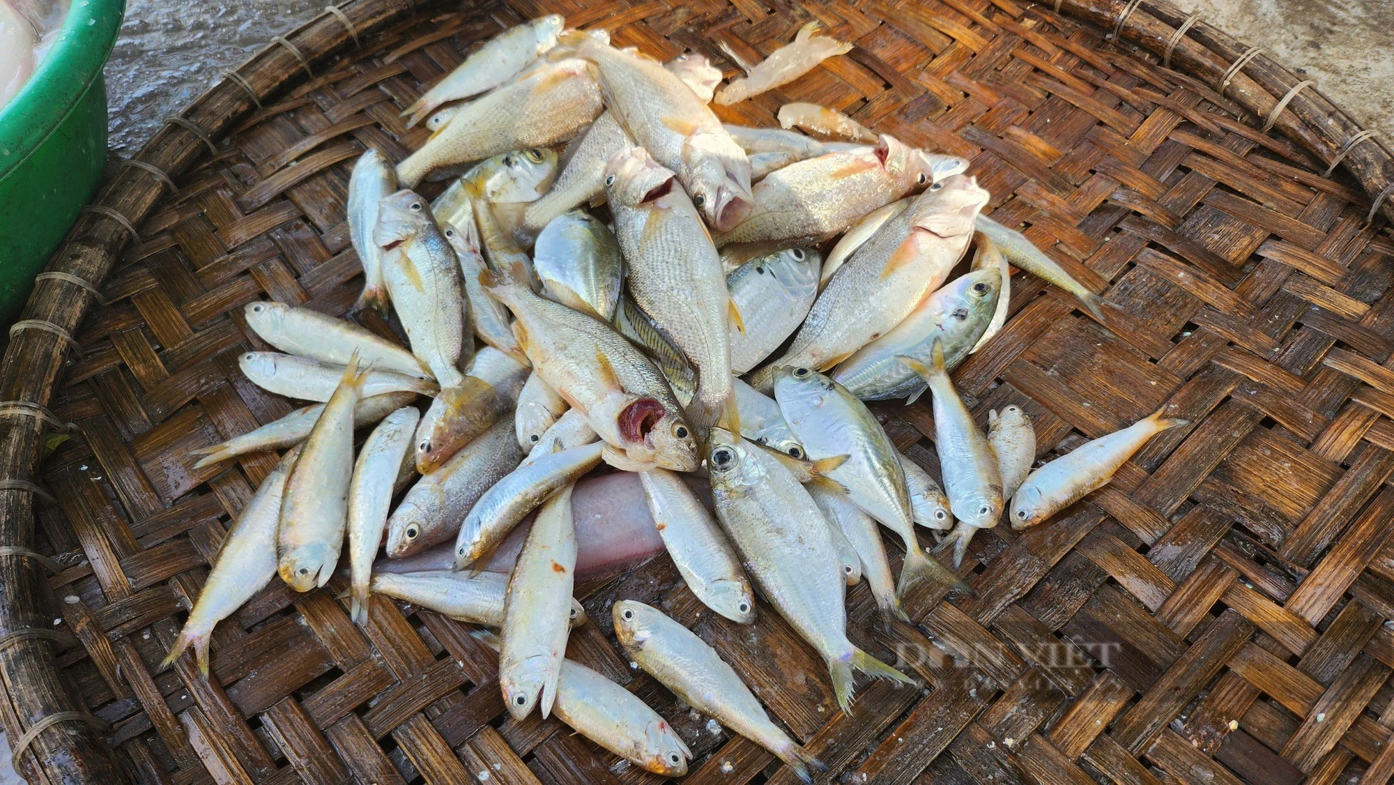 Loài cá &quot;mềm nhũn như cháo&quot; bán gần nửa triệu đồng/kg, ngư dân vẫn không có nhiều để bán - Ảnh 4.