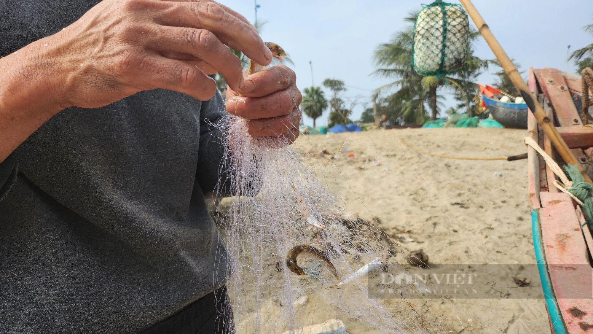 Loài cá &quot;mềm nhũn như cháo&quot; bán gần nửa triệu đồng/kg, ngư dân vẫn không có nhiều để bán - Ảnh 8.