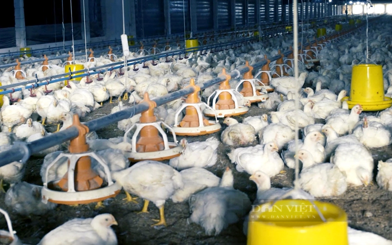 Trại chăn nuôi gà của một doanh nghiệp trên địa bàn tỉnh Bình Dương. Ảnh: Nguyên Vỹ