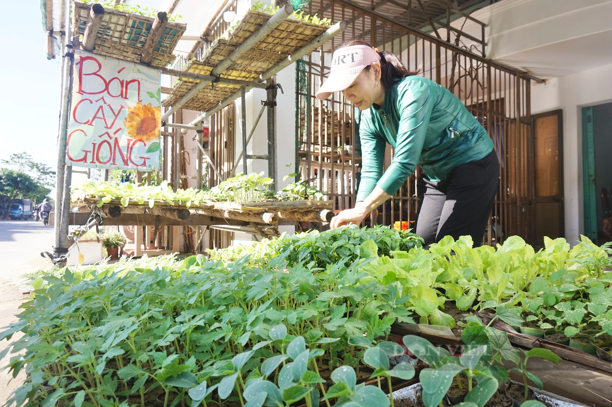 Đây là nghề tay trái chỉ làm 3 tháng mà giúp nông dân Quảng Nam có thu nhập tốt- Ảnh 5.