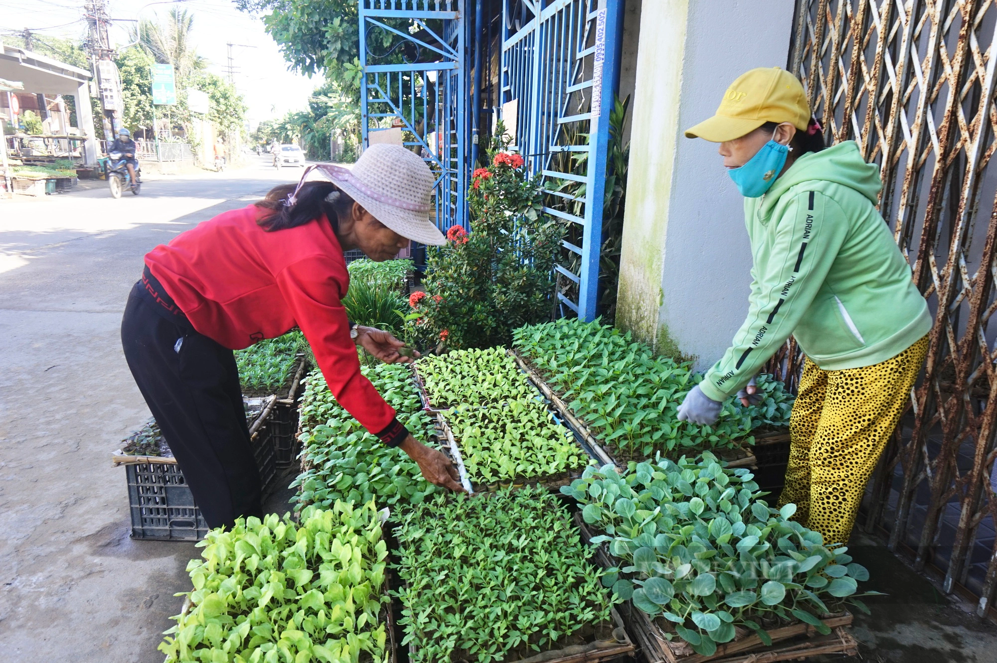 Đây là nghề tay trái chỉ làm 3 tháng mà giúp nông dân Quảng Nam có thu nhập tốt- Ảnh 7.