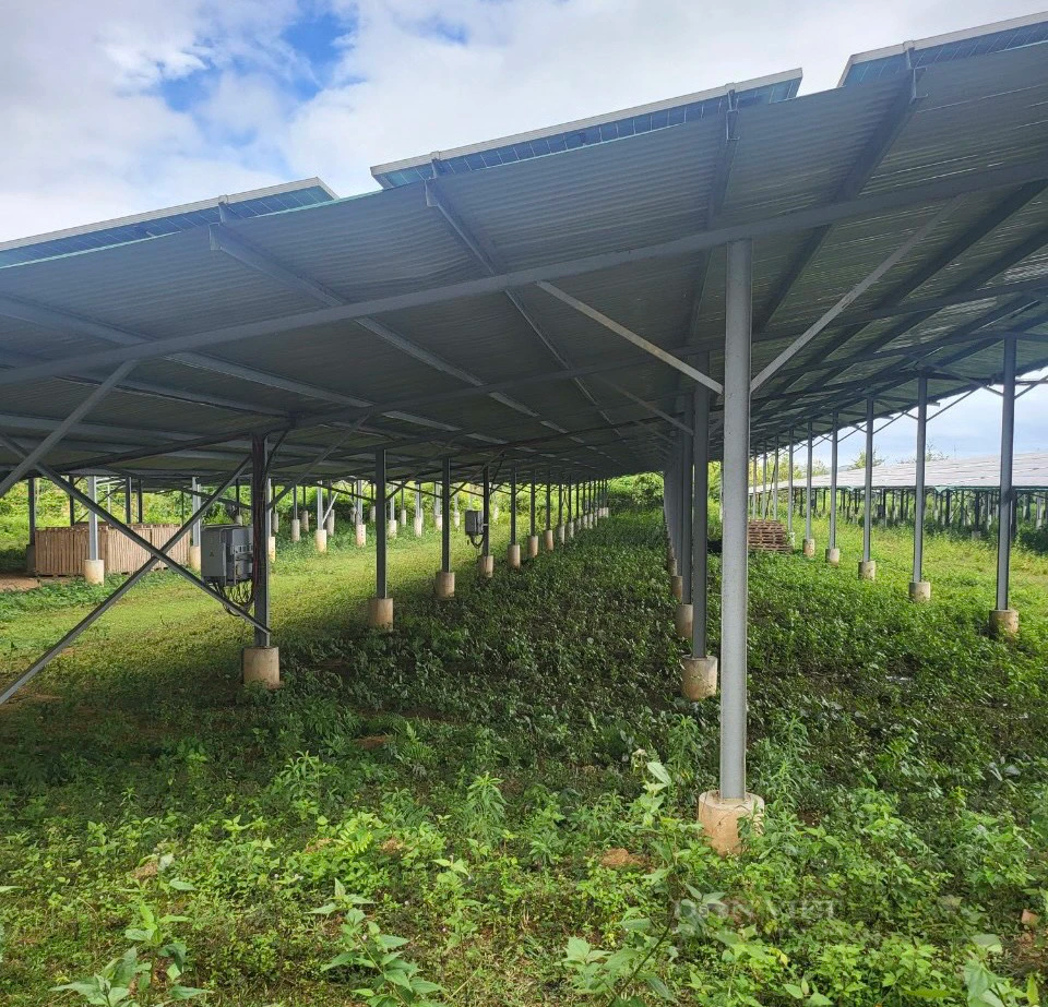 Loạt dự án điện mặt trời "núp bóng" trang trại nông nghiệp ở Đắk Nông- Ảnh 1.