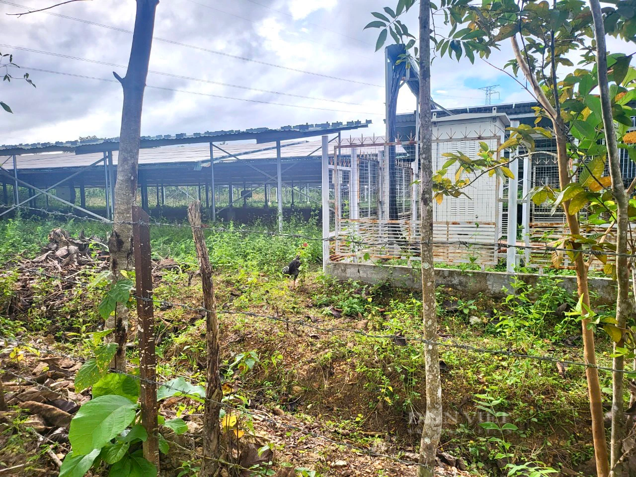 Loạt dự án điện mặt trời "núp bóng" trang trại nông nghiệp ở Đắk Nông- Ảnh 2.
