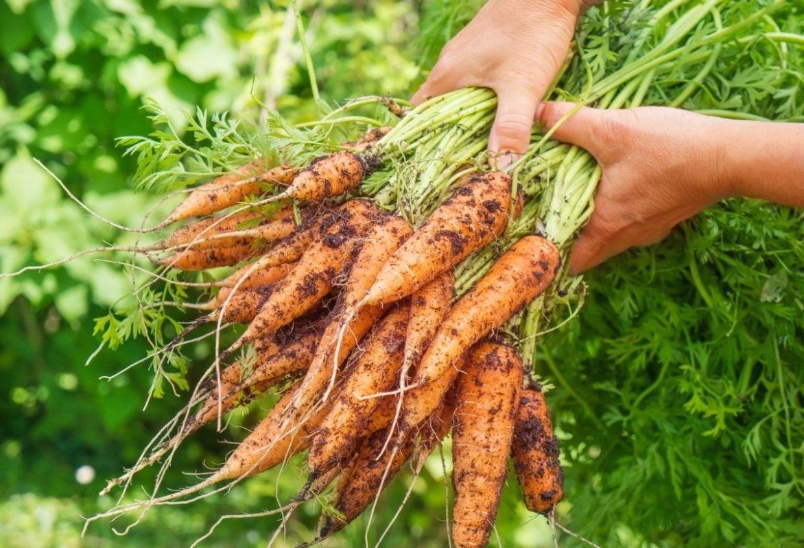 Loại củ mệnh danh &quot;sâm đất&quot; có nên gọt vỏ khi ăn và sự thật bất ngờ - Ảnh 5.