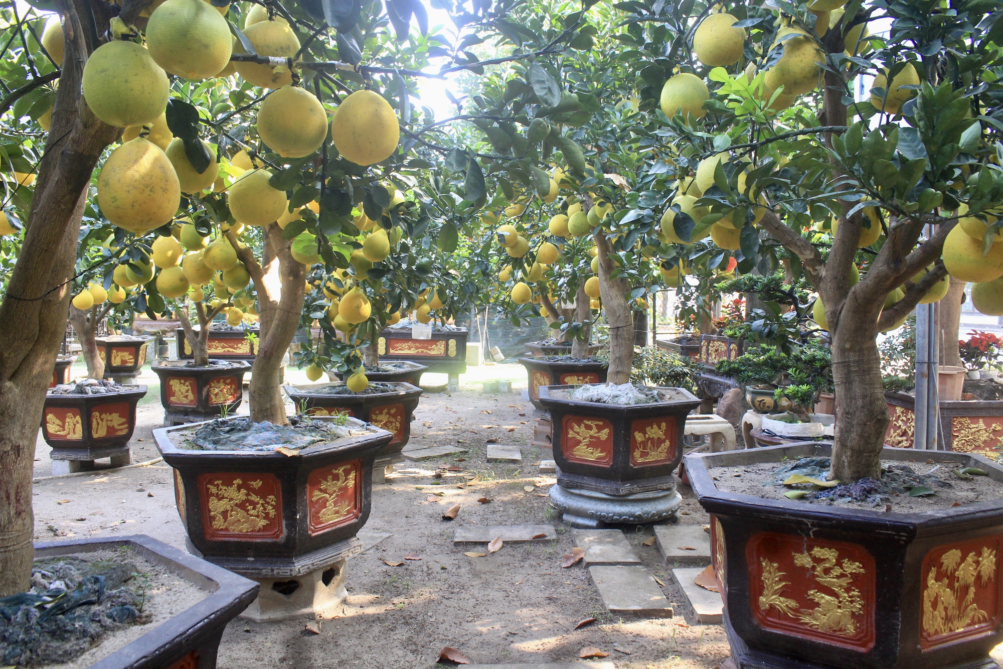 Cận cảnh vườn bưởi Diễn bạc tỷ, trái đầy cây tại Sài Gòn, được nhà giàu mua chơi Tết sớm- Ảnh 4.