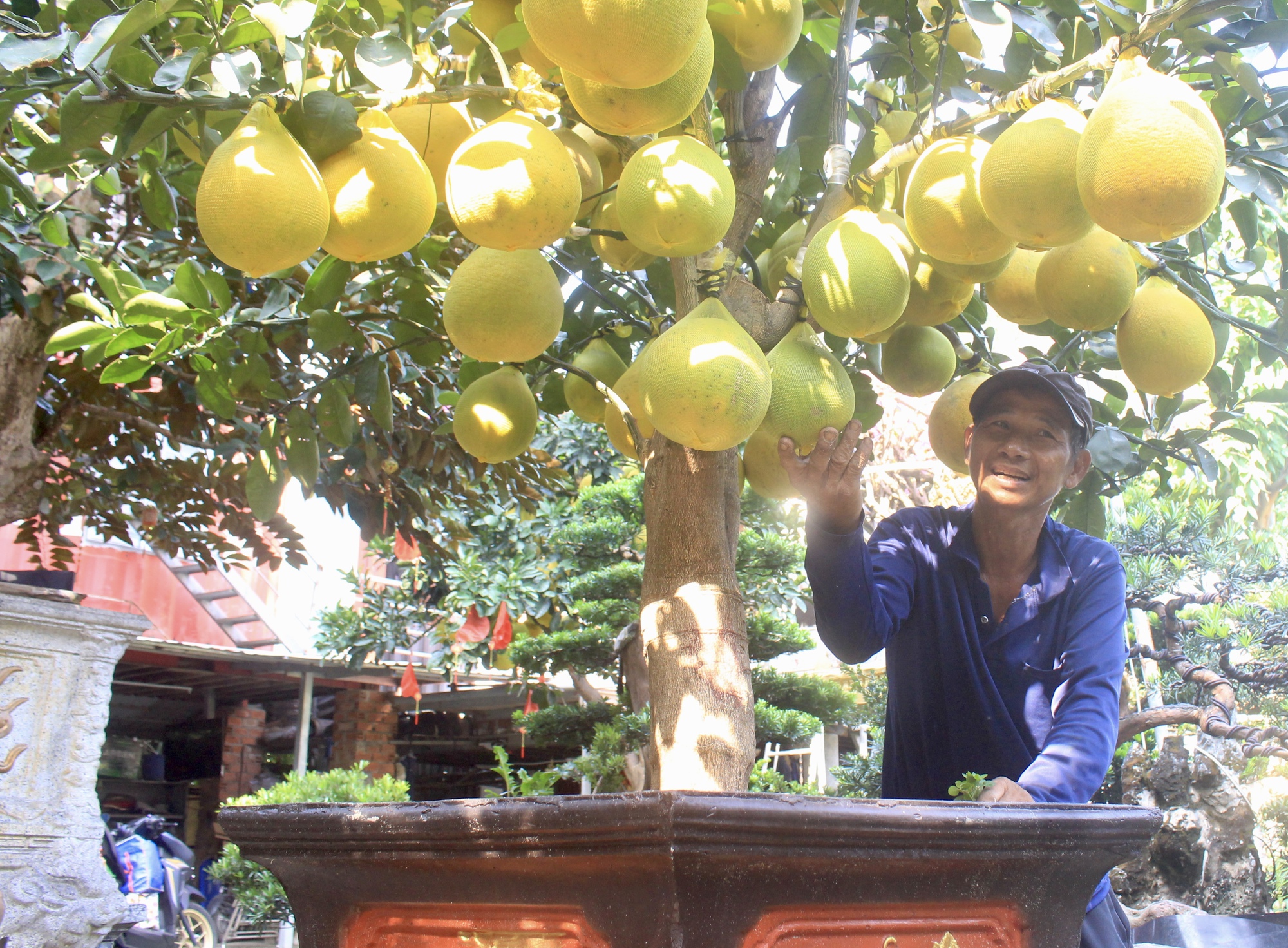 Cận cảnh vườn bưởi Diễn bạc tỷ, trái đầy cây tại Sài Gòn, được nhà giàu mua chơi Tết sớm- Ảnh 5.