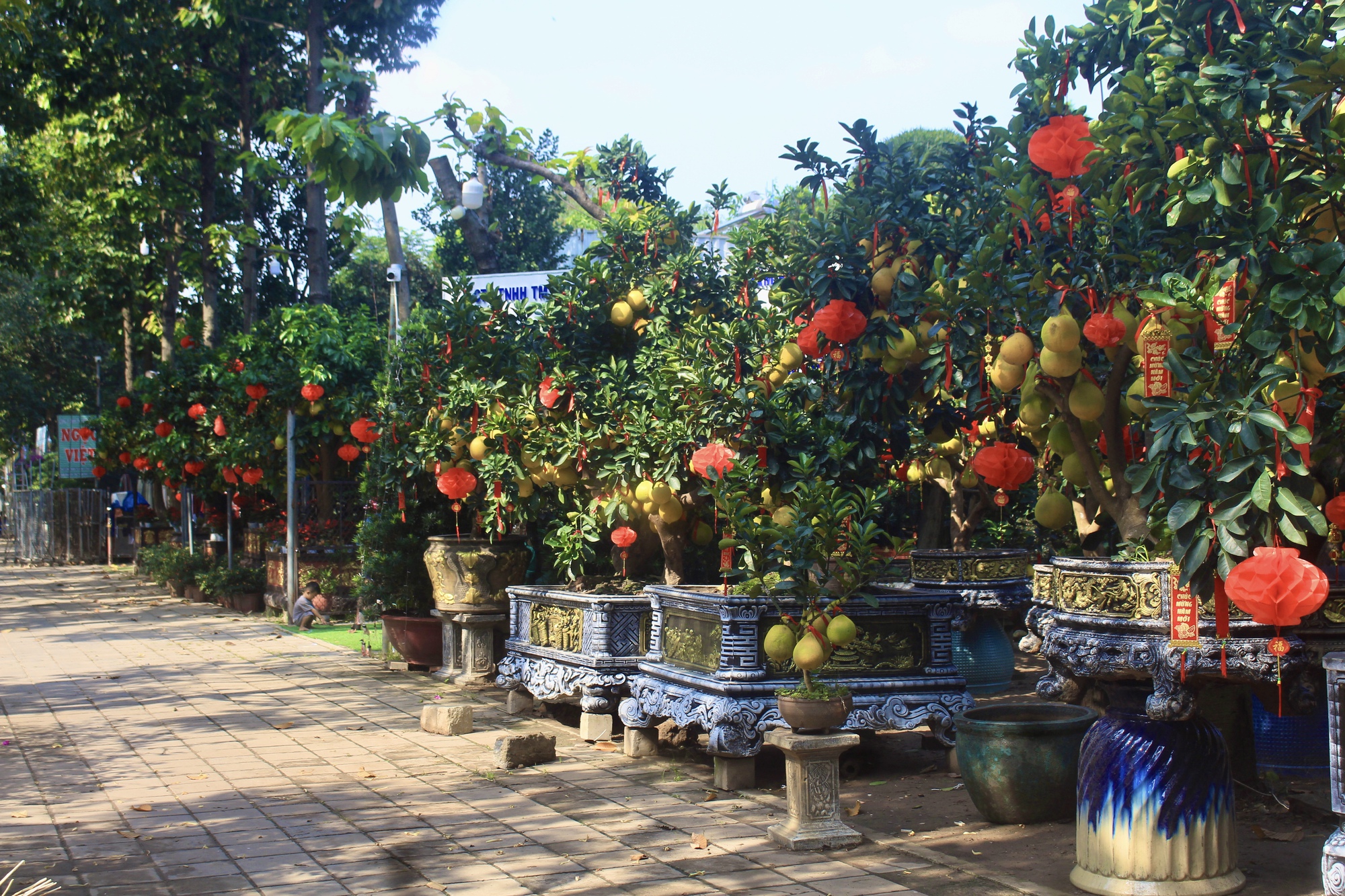 Cận cảnh vườn bưởi Diễn bạc tỷ, trái đầy cây tại Sài Gòn, được nhà giàu mua chơi Tết sớm- Ảnh 1.