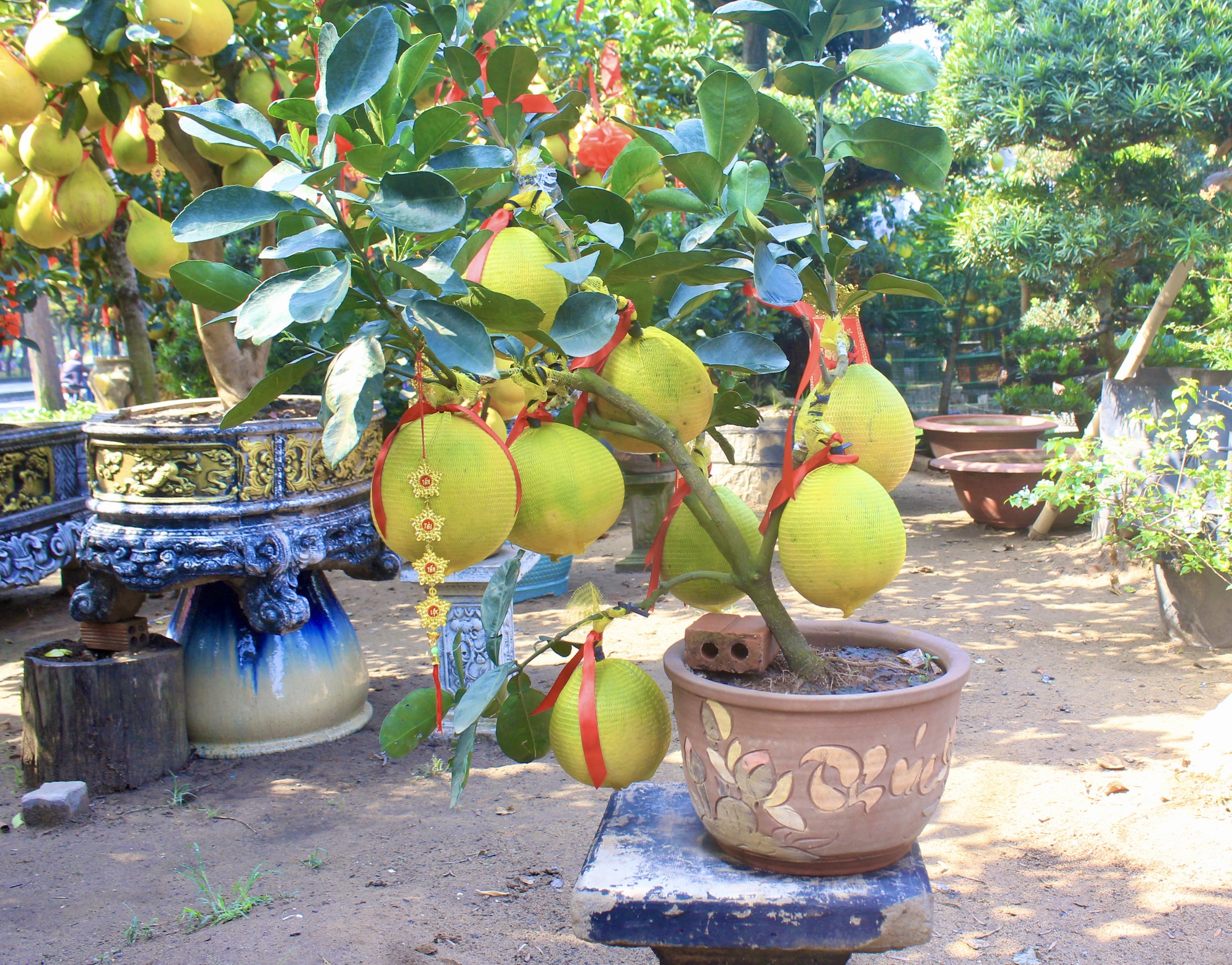 Cận cảnh vườn bưởi Diễn bạc tỷ, trái đầy cây tại Sài Gòn, được nhà giàu mua chơi Tết sớm- Ảnh 9.