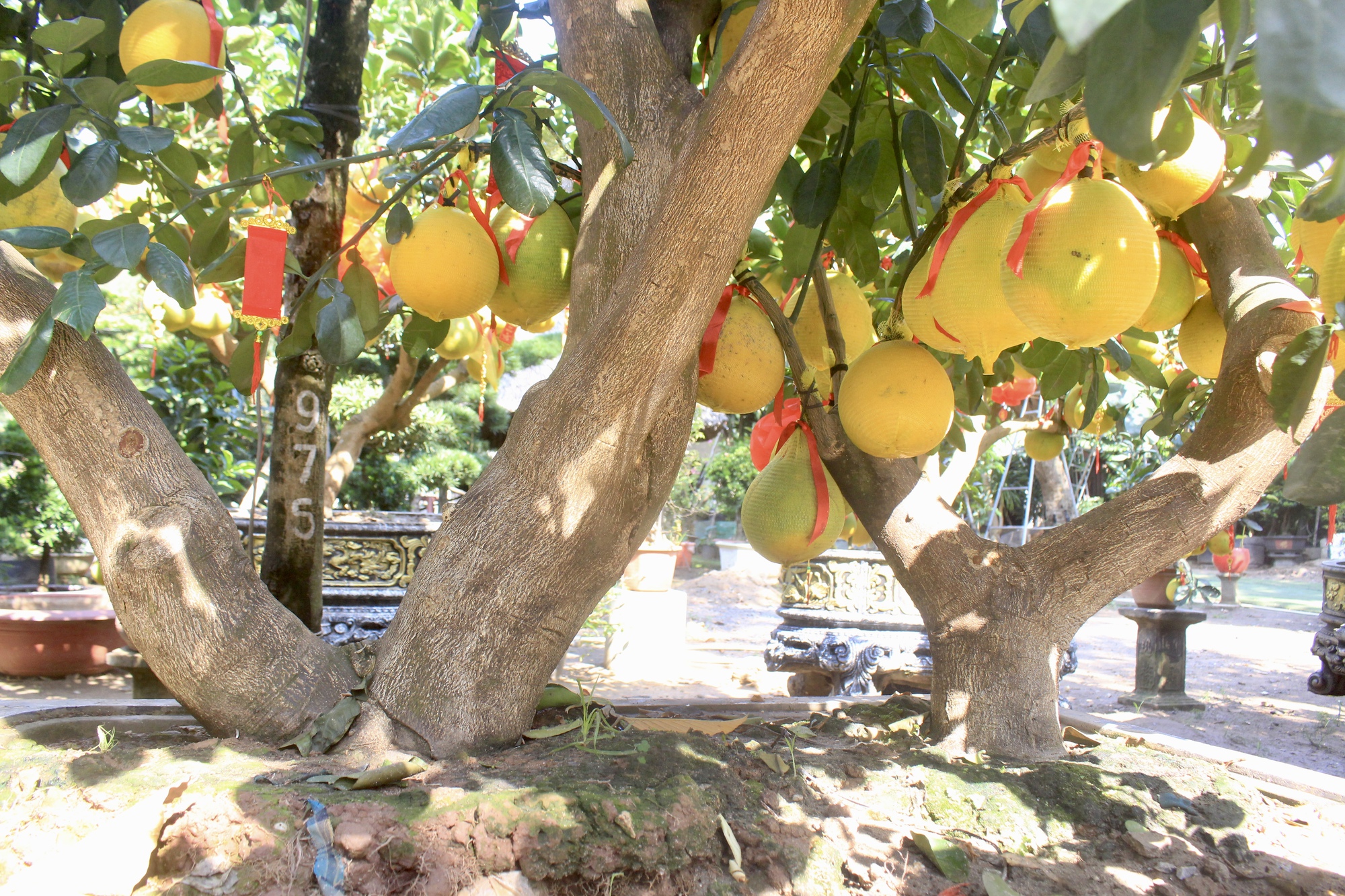 Cận cảnh vườn bưởi Diễn bạc tỷ, trái đầy cây tại Sài Gòn, được nhà giàu mua chơi Tết sớm- Ảnh 7.