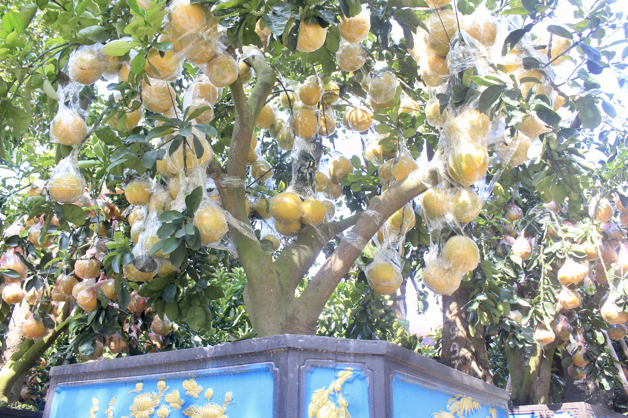 Cận cảnh vườn bưởi Diễn bạc tỷ, trái đầy cây tại Sài Gòn, được nhà giàu mua chơi Tết sớm- Ảnh 3.