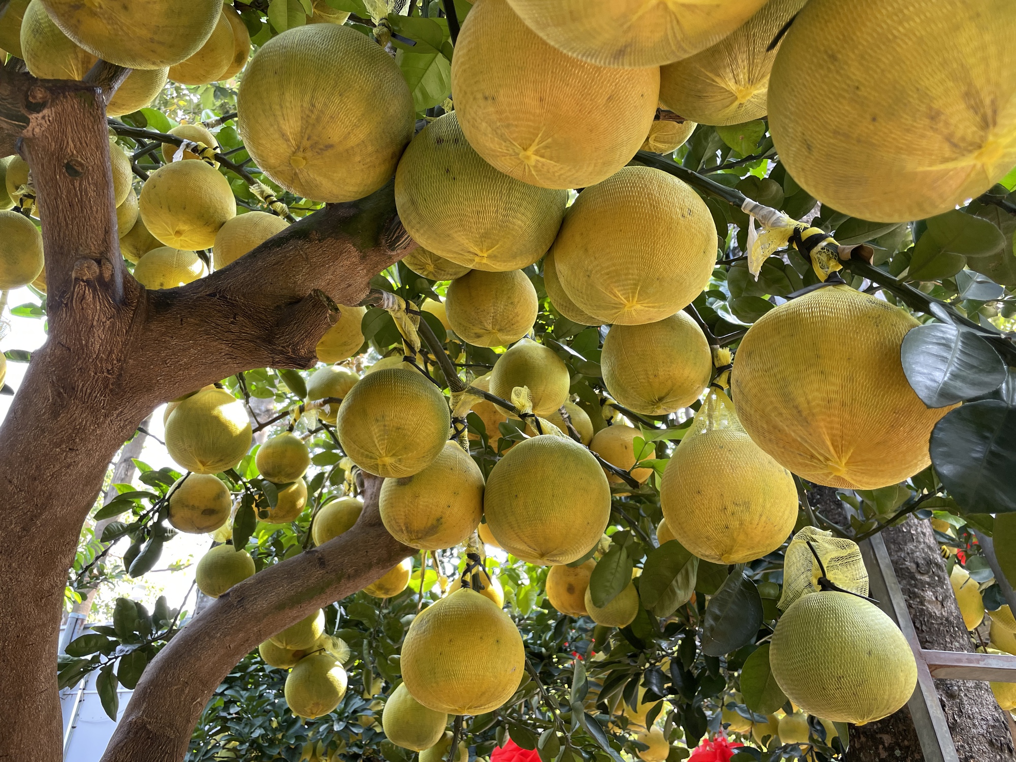 Cận cảnh vườn bưởi Diễn bạc tỷ, trái đầy cây tại Sài Gòn, được nhà giàu mua chơi Tết sớm- Ảnh 8.