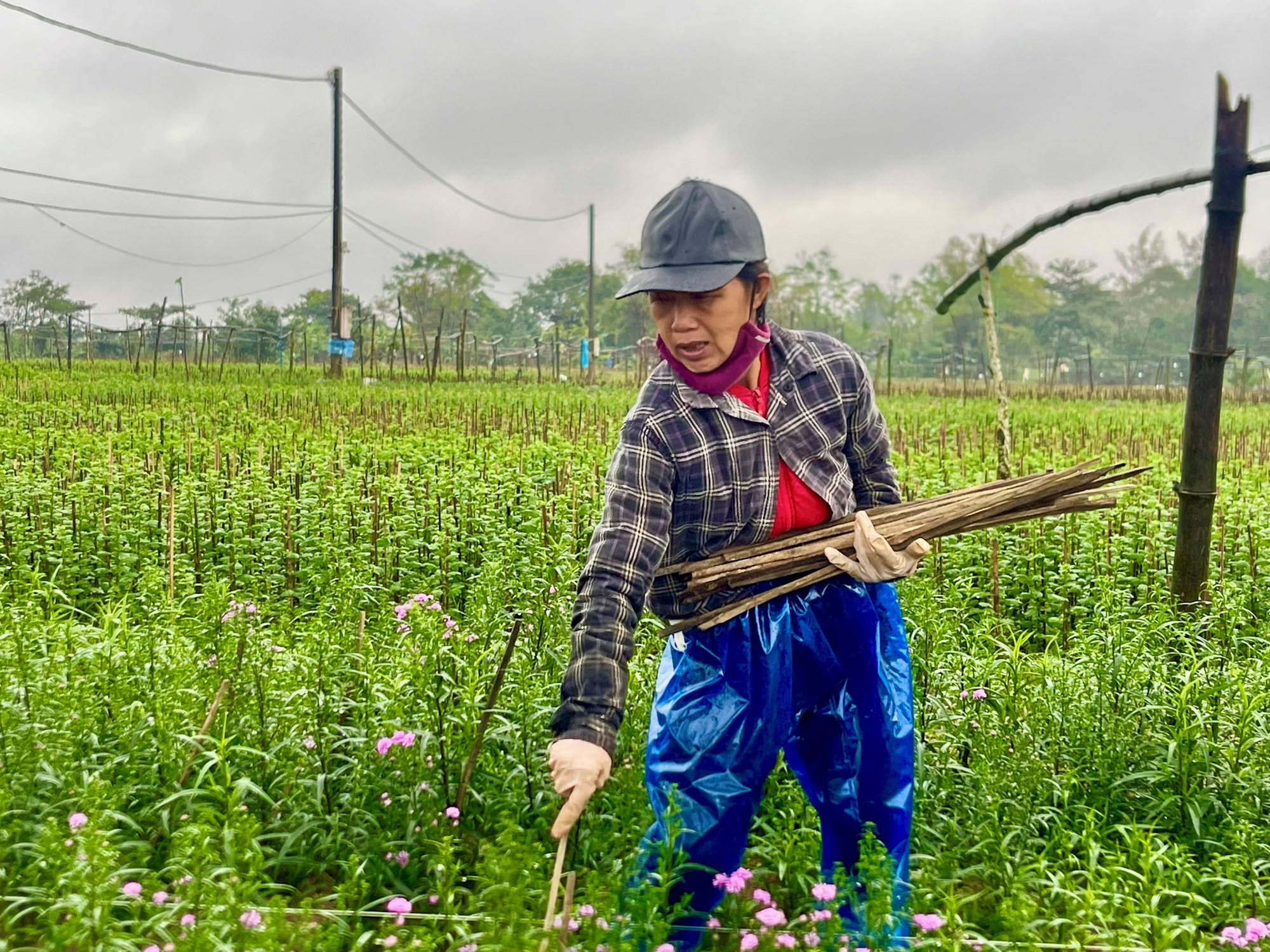 Con vật quái ác nào đang hoành hành khiến cả làng trồng hoa Tết ở Huế lo thất thu, mất tết?- Ảnh 2.