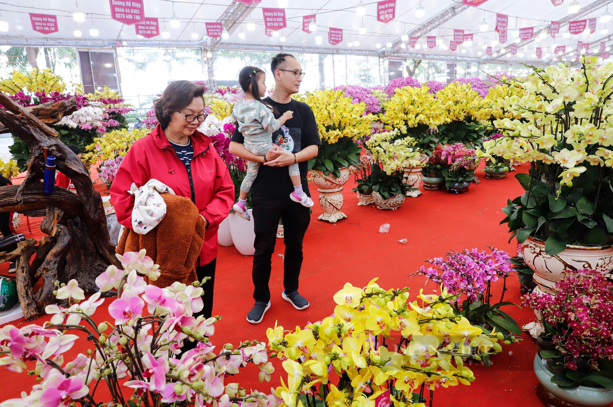 Người dân Thủ đô xuống tiền triệu mua lan hồ điệp chơi Tết Nguyên đán 2024- Ảnh 2.