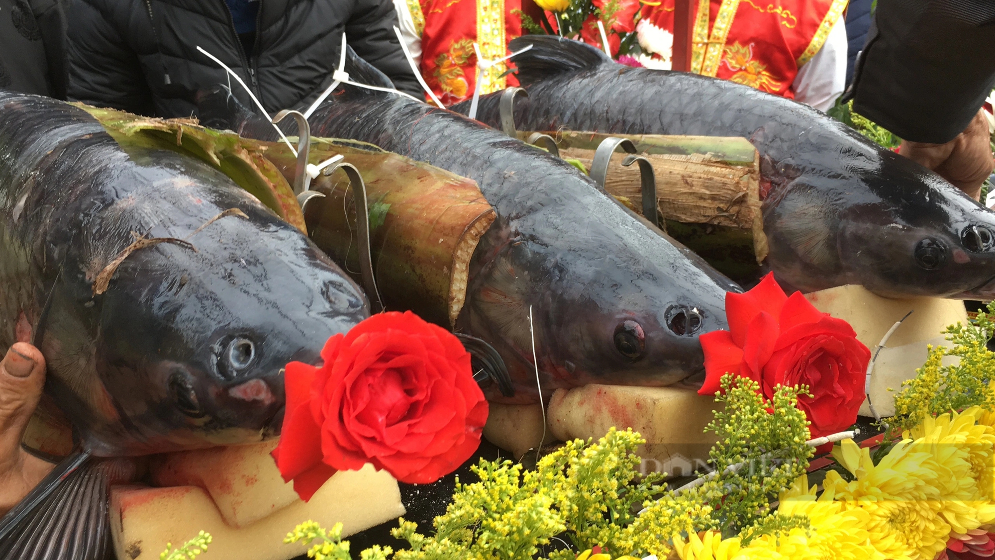 Lễ hội đền Gin ở Nam Định, người dân dâng cúng đức thánh cá trắm đen to, có con nặng tới 15kg- Ảnh 6.