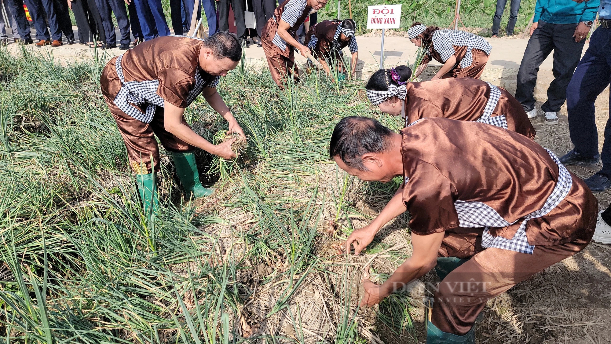 Bộ trưởng Lê Minh Hoan, Bí thư Tỉnh ủy Hải Dương Trần Đức Thắng xuống đồng cổ vũ nông dân thi nhổ hành, tỏi- Ảnh 2.