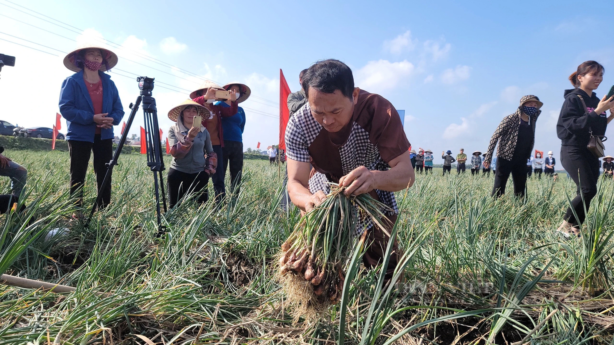 Bộ trưởng Lê Minh Hoan, Bí thư Tỉnh ủy Hải Dương Trần Đức Thắng xuống đồng cổ vũ nông dân thi nhổ hành, tỏi- Ảnh 5.