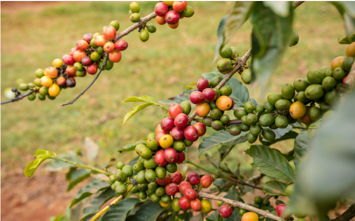 Giá cà phê ngày 20/1: Robusta và Arabica đồng loạt tăng vọt trở lại 