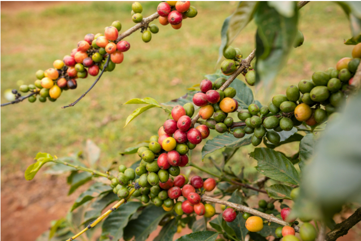 Giá cà phê ngày 4/6: Cà phê trong nước và thế giới lại đồng loạt tăng giá mạnh, vượt mốc 120.000 đồng/kg- Ảnh 3.