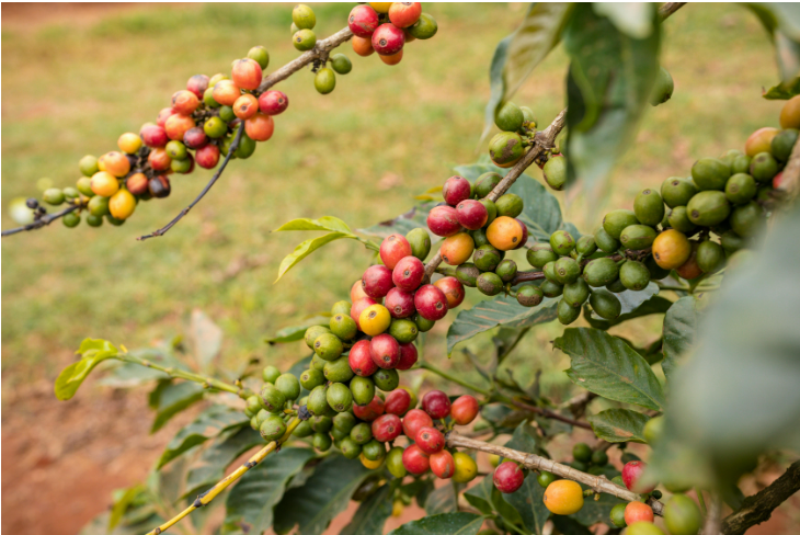 Sau khi tăng 'khủng', cà phê Robusta quay đầu giảm về cuối ngày- Ảnh 4.