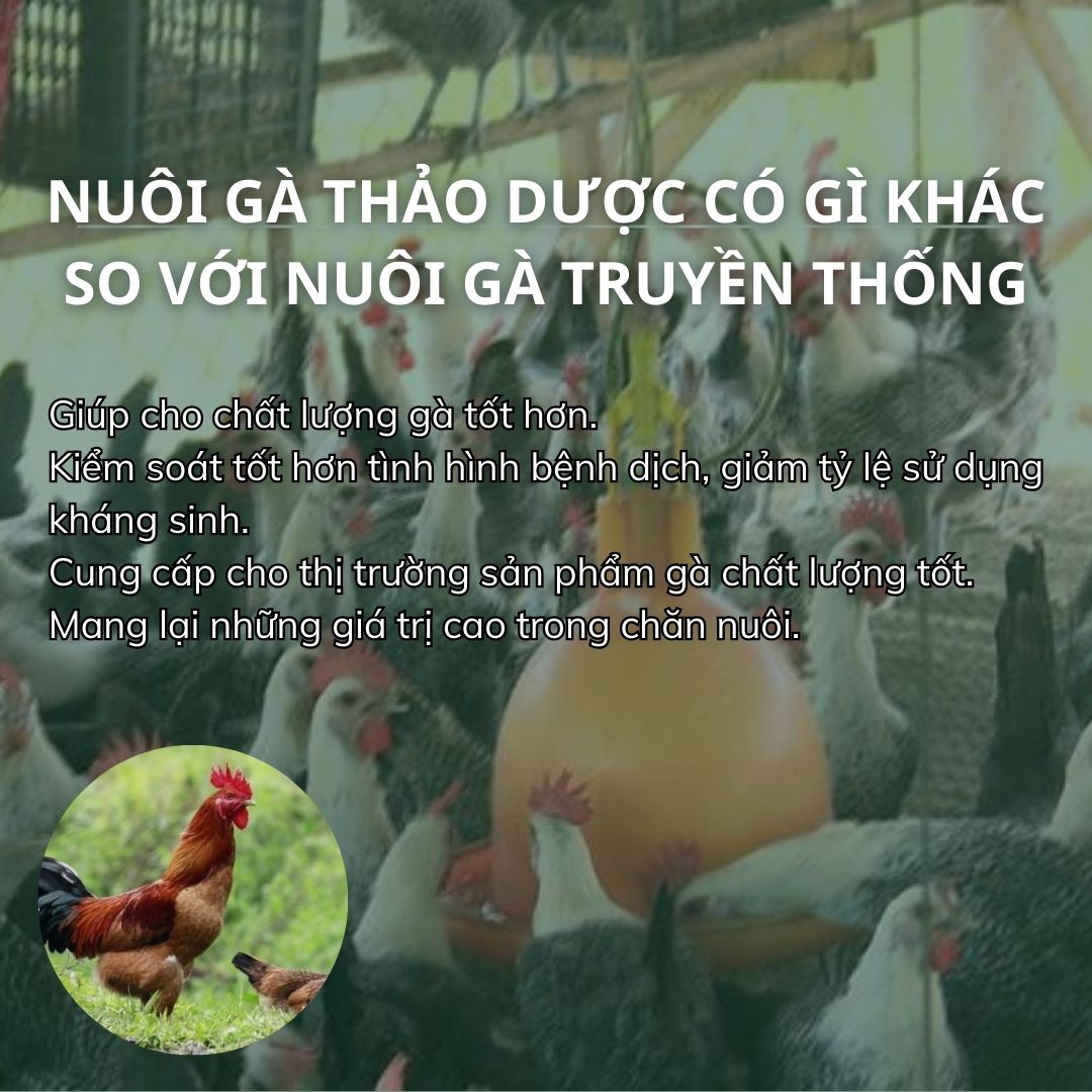 SỔ TAY NHÀ NÔNG: Kỹ thuật nuôi gà thảo dược cơ bản- Ảnh 1.