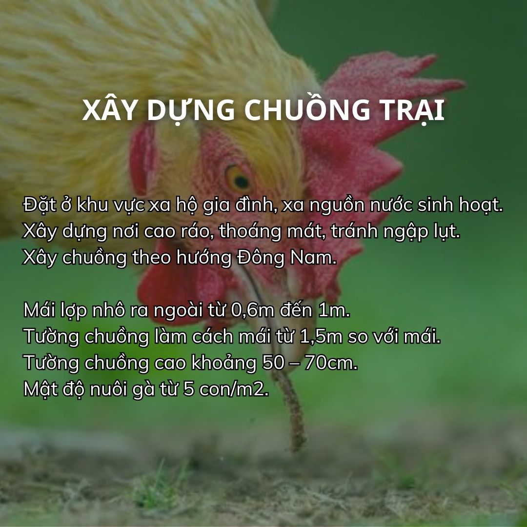 SỔ TAY NHÀ NÔNG: Kỹ thuật nuôi gà thảo dược cơ bản- Ảnh 3.