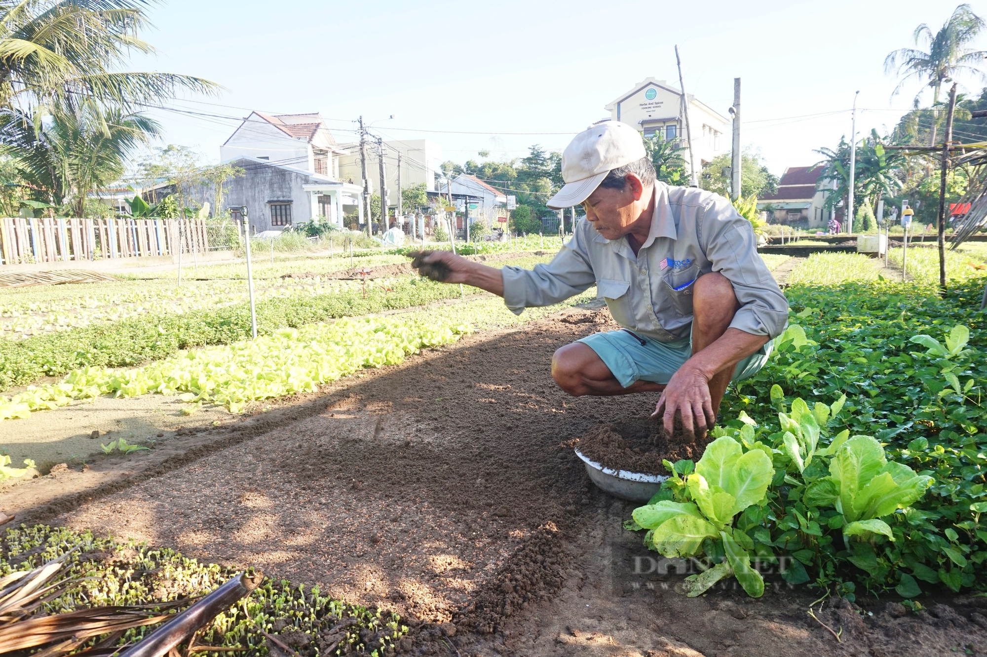 Quảng Nam: Làng rau sạch nổi tiếng nhất miền Trung hối hả vào vụ Tết- Ảnh 2.