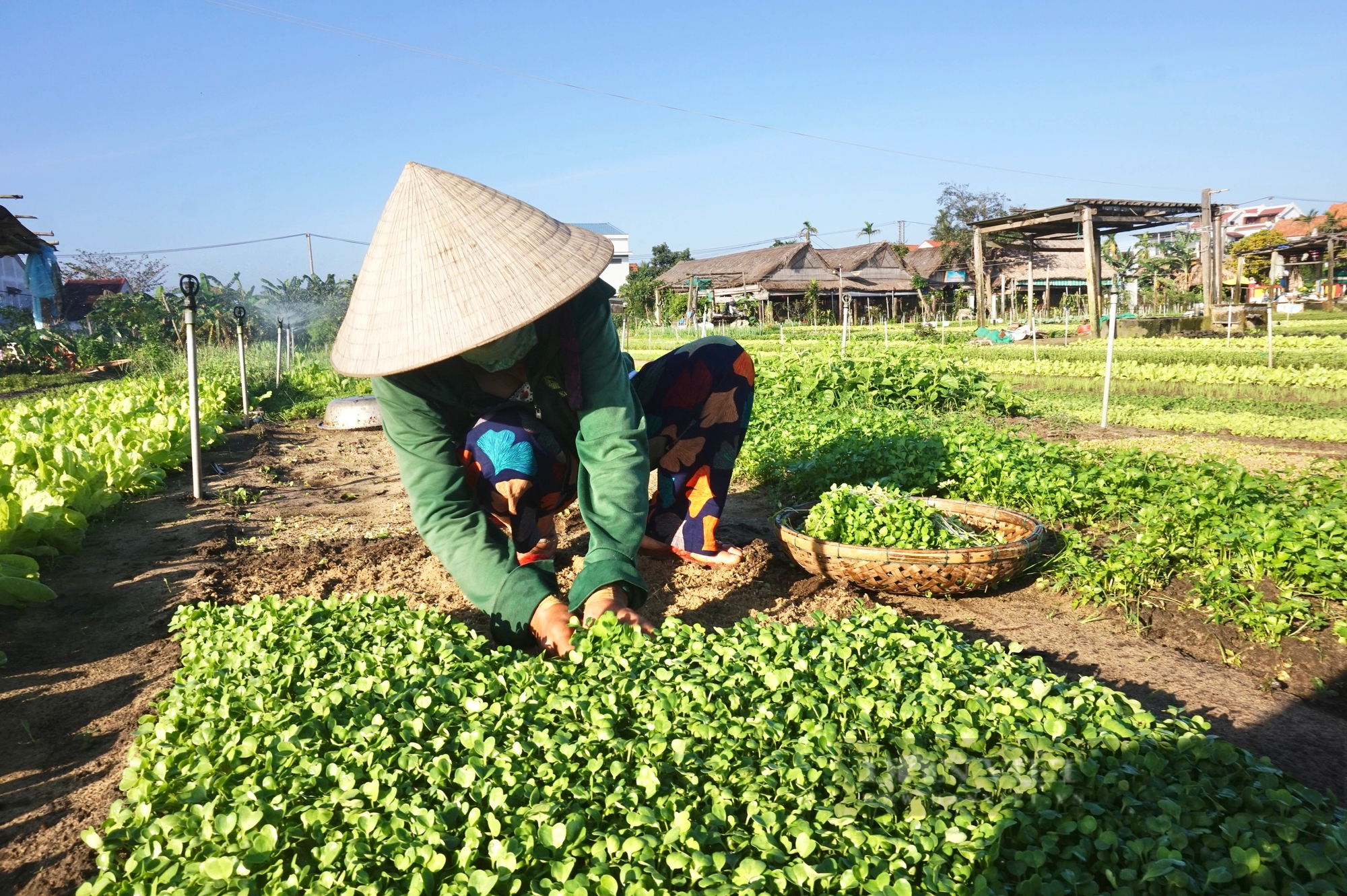 Quảng Nam: Làng rau sạch nổi tiếng nhất miền Trung hối hả vào vụ Tết- Ảnh 5.