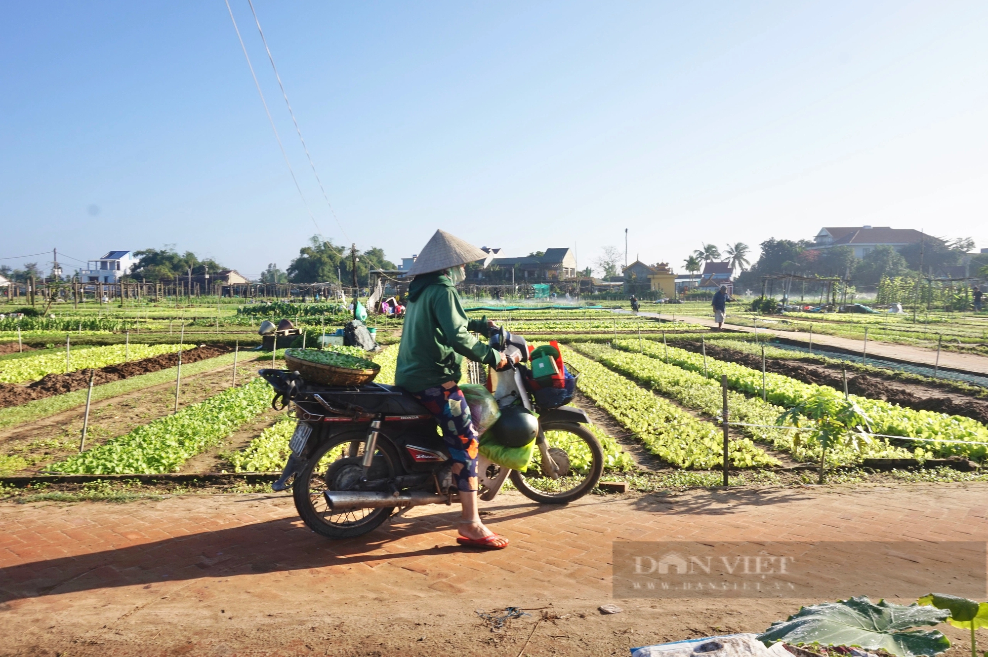 Quảng Nam: Làng rau sạch nổi tiếng nhất miền Trung hối hả vào vụ Tết- Ảnh 6.