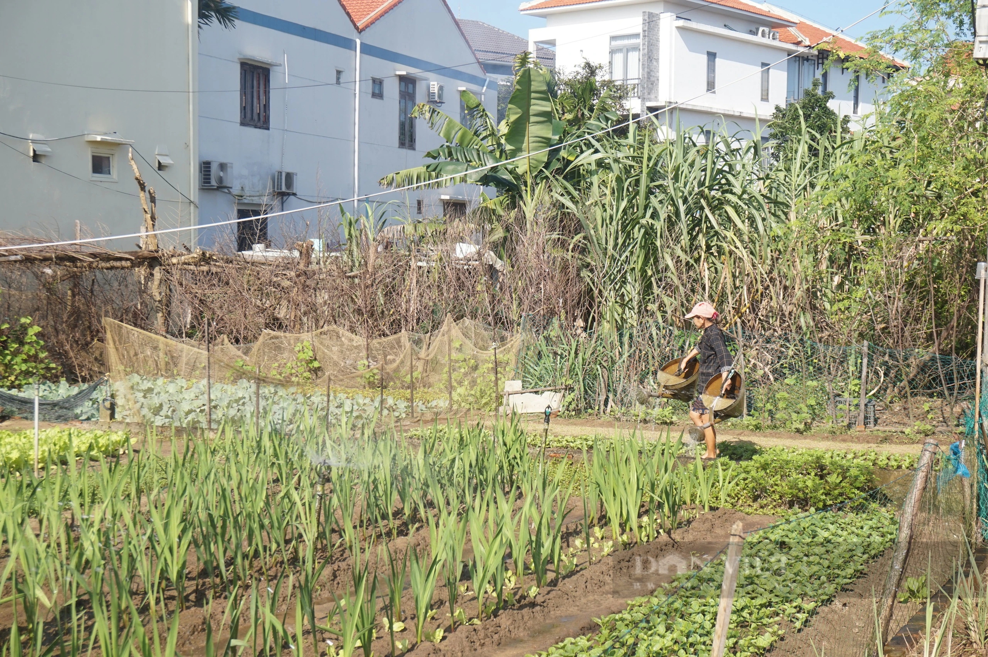 Quảng Nam: Làng rau sạch nổi tiếng nhất miền Trung hối hả vào vụ Tết- Ảnh 8.