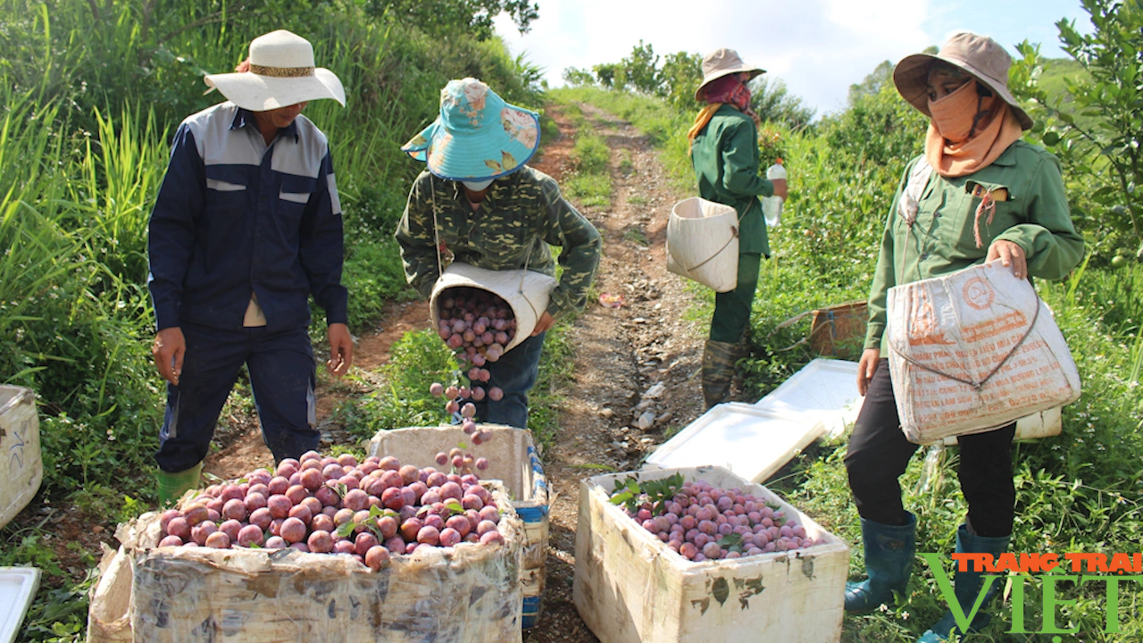 Khuyến nông góp phần vào kết quả sản xuất nông nghiệp huyện vùng cao Yên Châu- Ảnh 1.