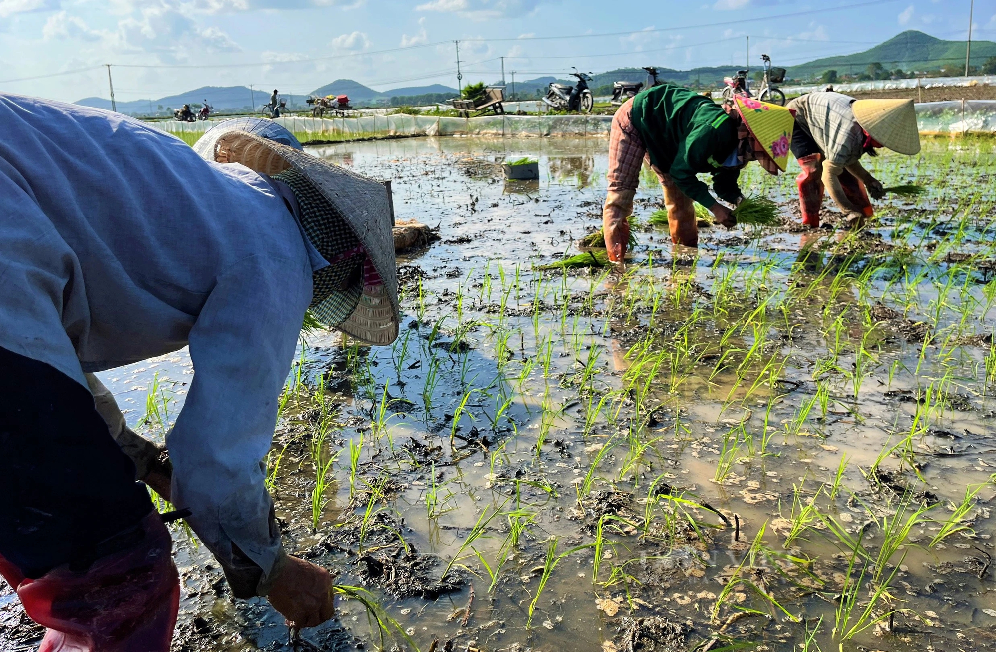Dân nơi này ở Nghệ An thuê thêm nhân công, làm điều lạ trên cánh đồng để bảo vệ lúa Xuân- Ảnh 1.