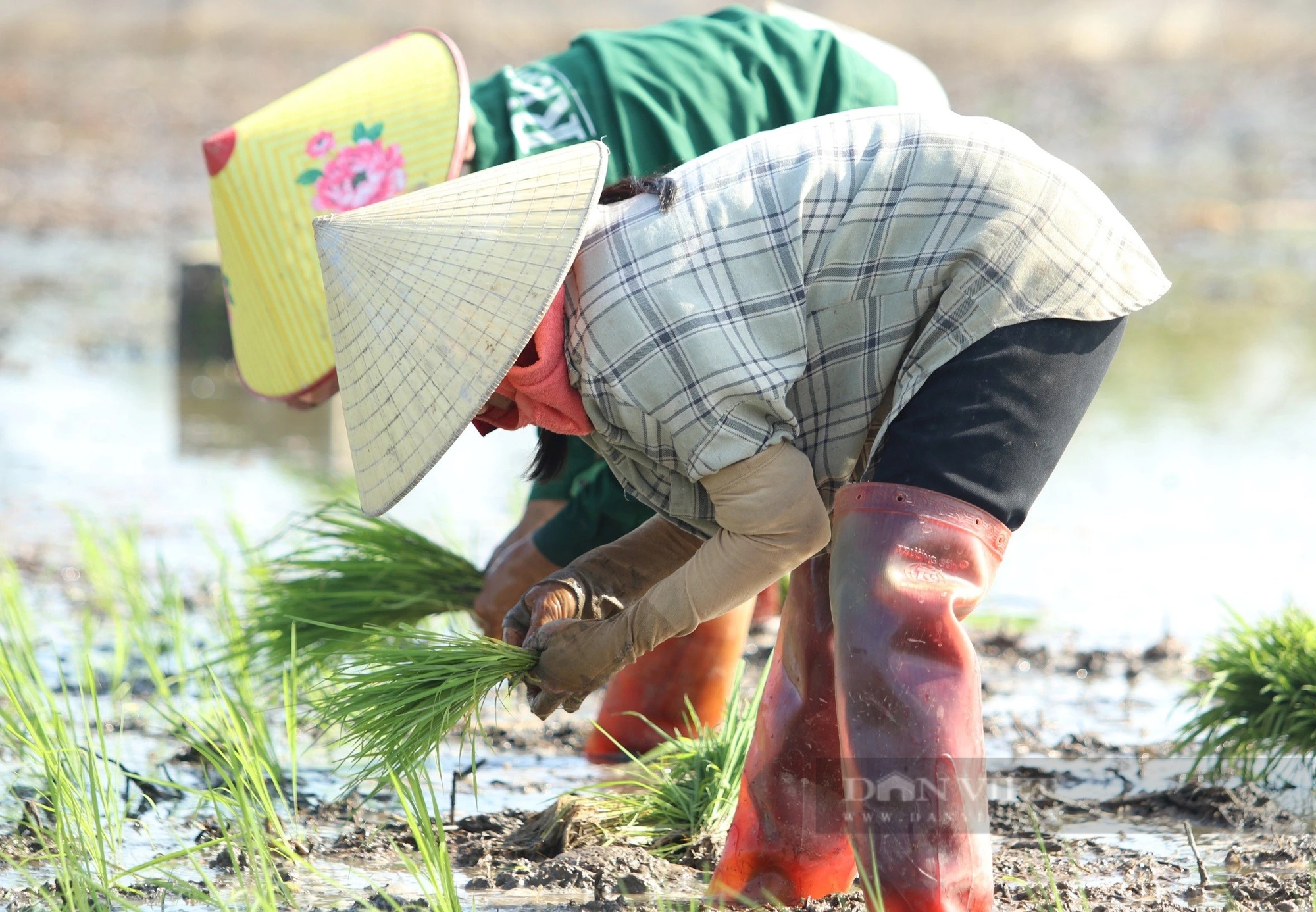 Dân nơi này ở Nghệ An thuê thêm nhân công, làm điều lạ trên cánh đồng để bảo vệ lúa Xuân- Ảnh 2.
