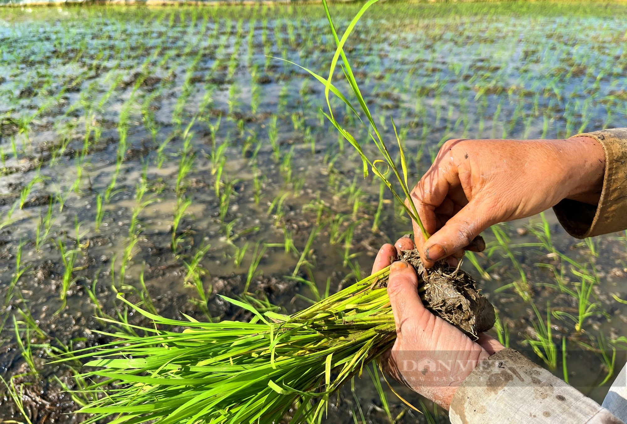 Dân nơi này ở Nghệ An thuê thêm nhân công, làm điều lạ trên cánh đồng để bảo vệ lúa Xuân- Ảnh 3.