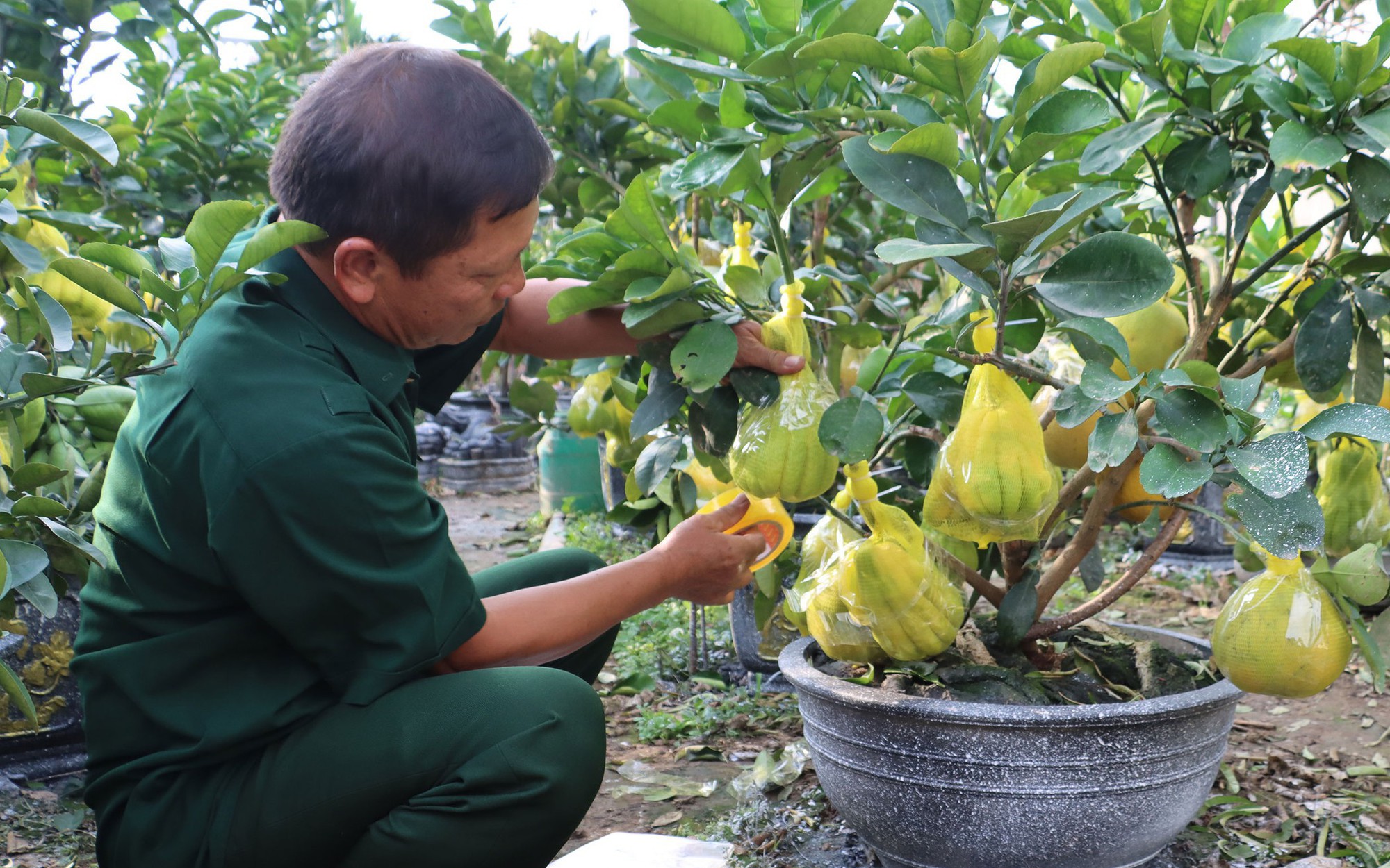 Chậu cây cảnh 