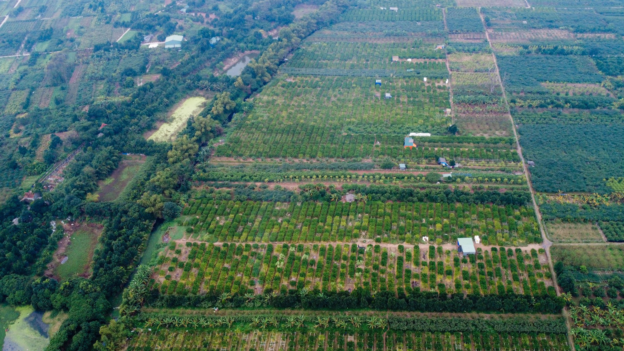 Tất bật thu hoạch "bàn tay phật" ở Hà Nội- Ảnh 1.