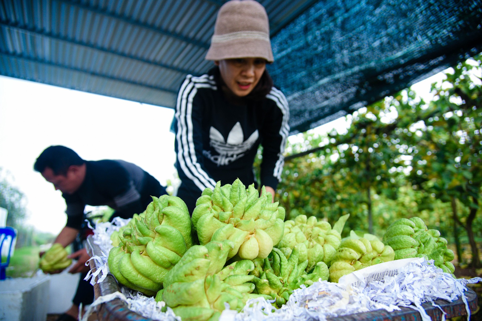 Tất bật thu hoạch "bàn tay phật" ở Hà Nội- Ảnh 12.