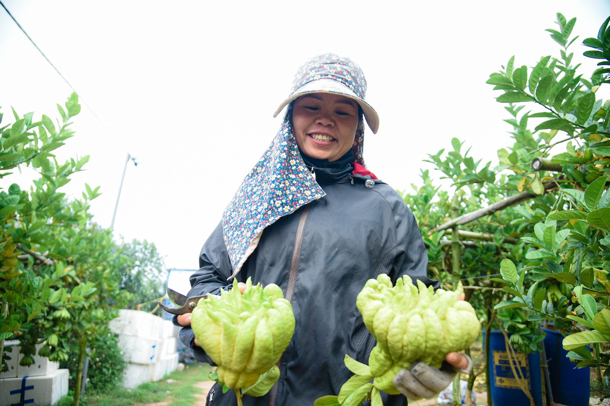 Tất bật thu hoạch "bàn tay phật" ở Hà Nội- Ảnh 11.